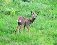 изненада; comments:3