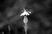 no name ( ID=2564662 ); comments:5