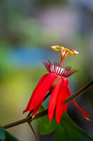 без име ( ID=2564715 ); Коментари:2