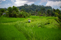 На полето; No comments