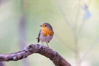 Червеногушка; comments:3