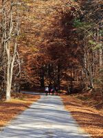 Есен; Коментари:3