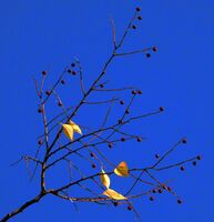 есен; comments:5