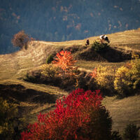 Родопска идилия; comments:9