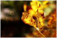 no name ( ID=2565914 ); comments:2