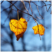 no name ( ID=2565919 ); comments:4