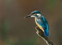 no name ( ID=2565994 ); comments:3