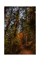 без име ( ID=2566004 ); Коментари:3