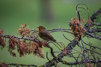 Червеношийка; comments:3