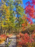 без име ( ID=2566016 ); Коментари:4