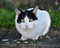 без име ( ID=2566083 ); Коментари:1