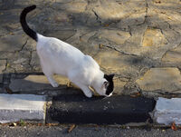 Черно и бяло; comments:1