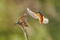 Рибарчета; comments:7