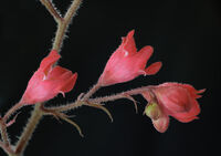 без име ( ID=2566130 ); Коментари:4