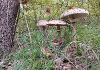 no name ( ID=2566132 ); comments:3