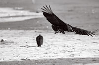 Черен лешояд; comments:6