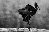 Ибис преди излитане; comments:2