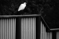 Сутрешен гост; comments:2