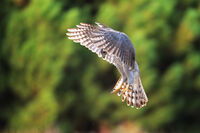 Голям ястреб; comments:6