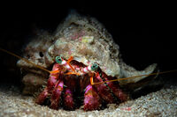 Рак отшелник (Dardanus calidus); comments:7