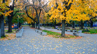 Есенни алеи в парка; Коментари:3