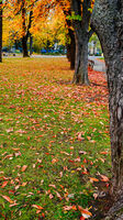 Есенен килим в парка; comments:1