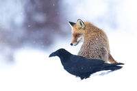 no name ( ID=2566243 ); comments:7