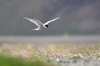 Полярна рибарка, Исландия, 06.2023; comments:6