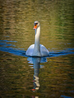 Лебед в Сандански; comments:4