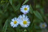 Цветя; comments:2