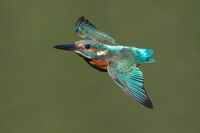 Рибарче; comments:6