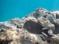 без име ( ID=2566307 ); Коментари:5