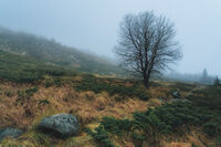 Витоша; Коментари:2