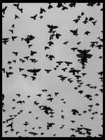 no name ( ID=2566335 ); comments:6