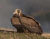 Cheek to cheek; comments:3