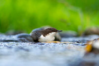 Воден кос; comments:3