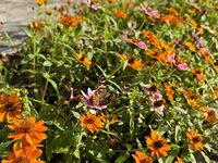 Пеперуда в цветя; No comments