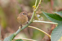 Елов певец; comments:4