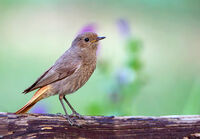 Домашна червеноопашка; comments:3