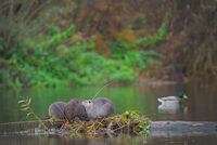 no name ( ID=2566365 ); comments:1