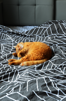 no name ( ID=2566383 ); comments:1