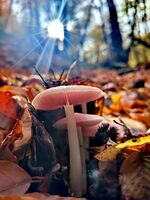 ...; Няма коментари