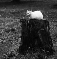 Master Yoda...; comments:2