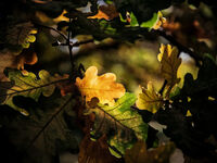 Золотые лучи, золотые листы!; comments:3