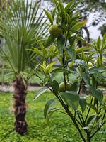 Мандарини мандарини; comments:2