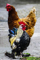 диви и красиви; comments:2