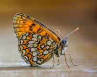 Пеперудата Пепи; No comments