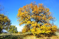 Есен.; Коментари:4