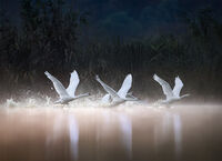 no name ( ID=2566583 ); comments:11