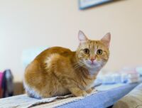 Ти пък кой си?; Коментари:3